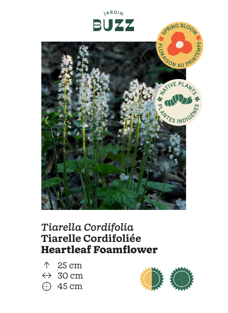 Tiarella cordifolia /  Tiarelle feuille-en-coeur / Foam Flower
