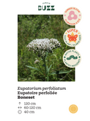 Eupatorium perfoliatum / Boneset