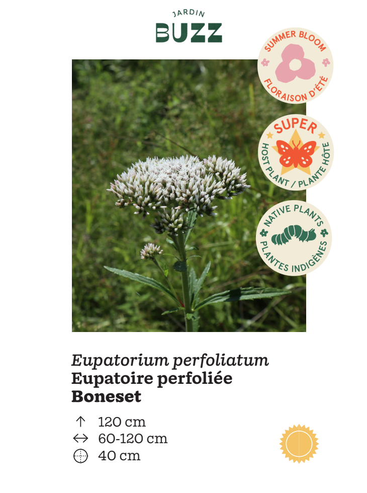 Eupatorium perfoliatum / Boneset