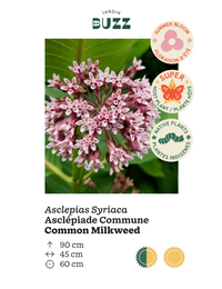 Asclepias syriaca / Common milkweed / Common milkweed