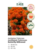 Asclepias tuberosa / Butterfly milkweed
