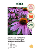 Echinacea purpurea / Purple Coneflower / Échinacée pourpre
