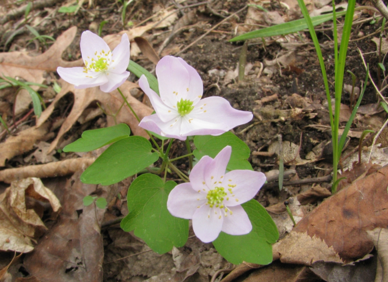 Anemonella thalictroides / Anémonelle fausse-thalictre / Rue Anemone