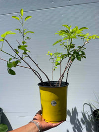 Aronia melanocarpa / Aronia noir / Black Chokeberry