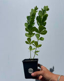 Baptisia alba / White False Indigo