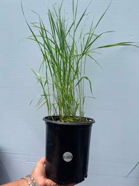 Calamagrostis canadensis / Foin bleu / Bluejoint Reedgrass