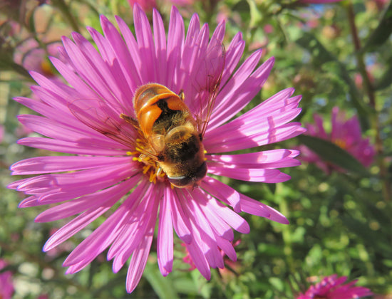 Indigenous north american bee feasts on a New England Aster flower in the Autumn