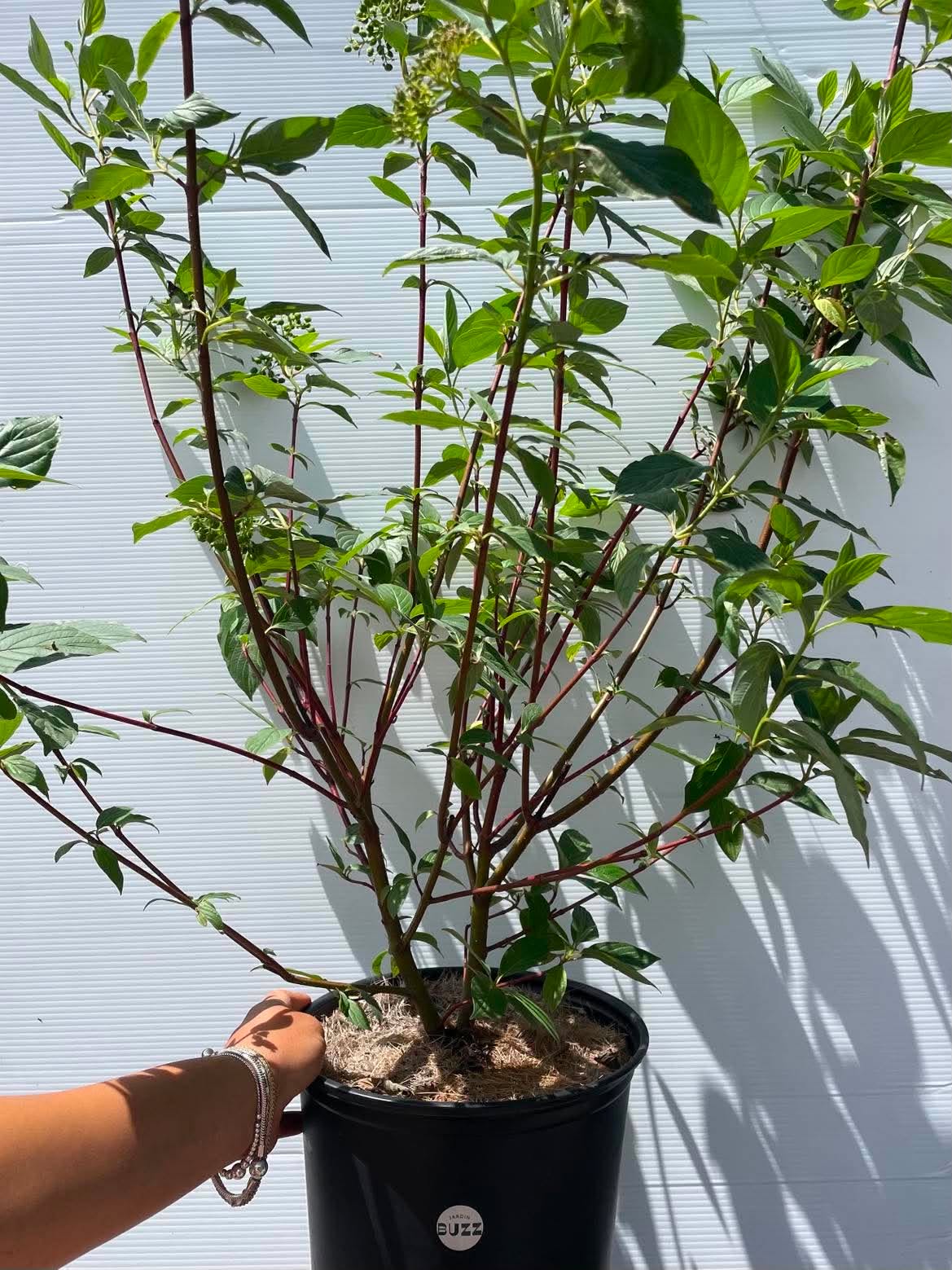 Cornus sericea / Cornouiller soyeux / Red Osier Dogwood