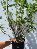 Cornus sericea / Cornouiller soyeux / Red Osier Dogwood