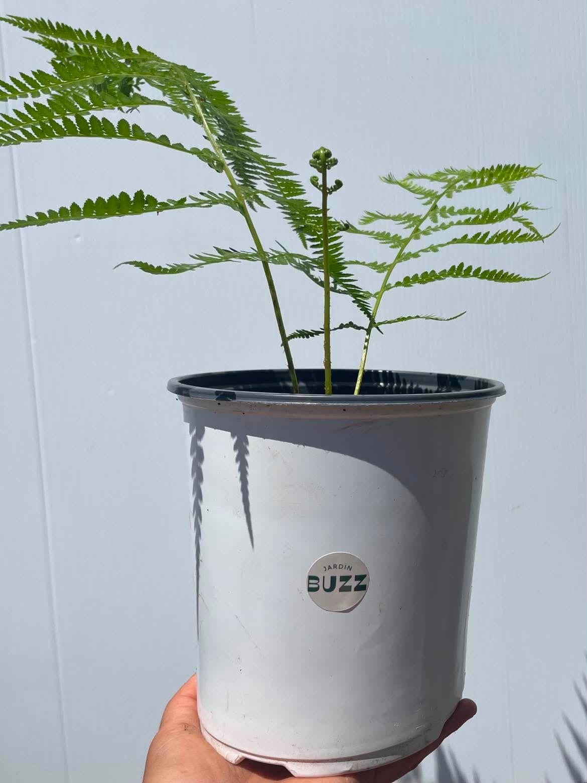 Athyrium filix-femina / Fougère femelle / Lady Fern