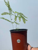 Adiantum pedatum / Capillaire du Canada / Northern Maidenhair Fern
