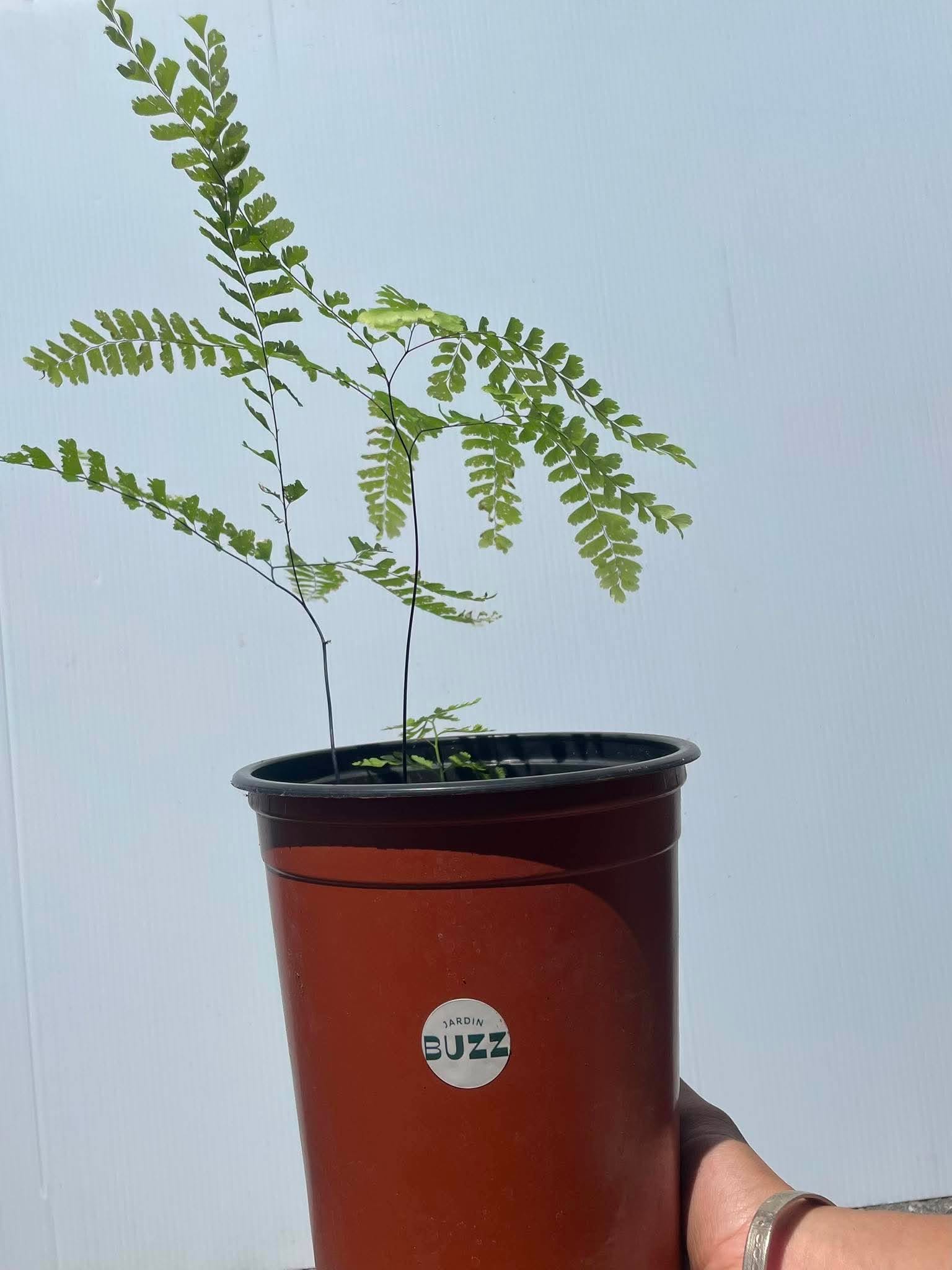 Adiantum pedatum / Capillaire du Canada / Northern Maidenhair Fern