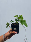Fragaria vesca / Fraisier des bois / Woodland Strawberry