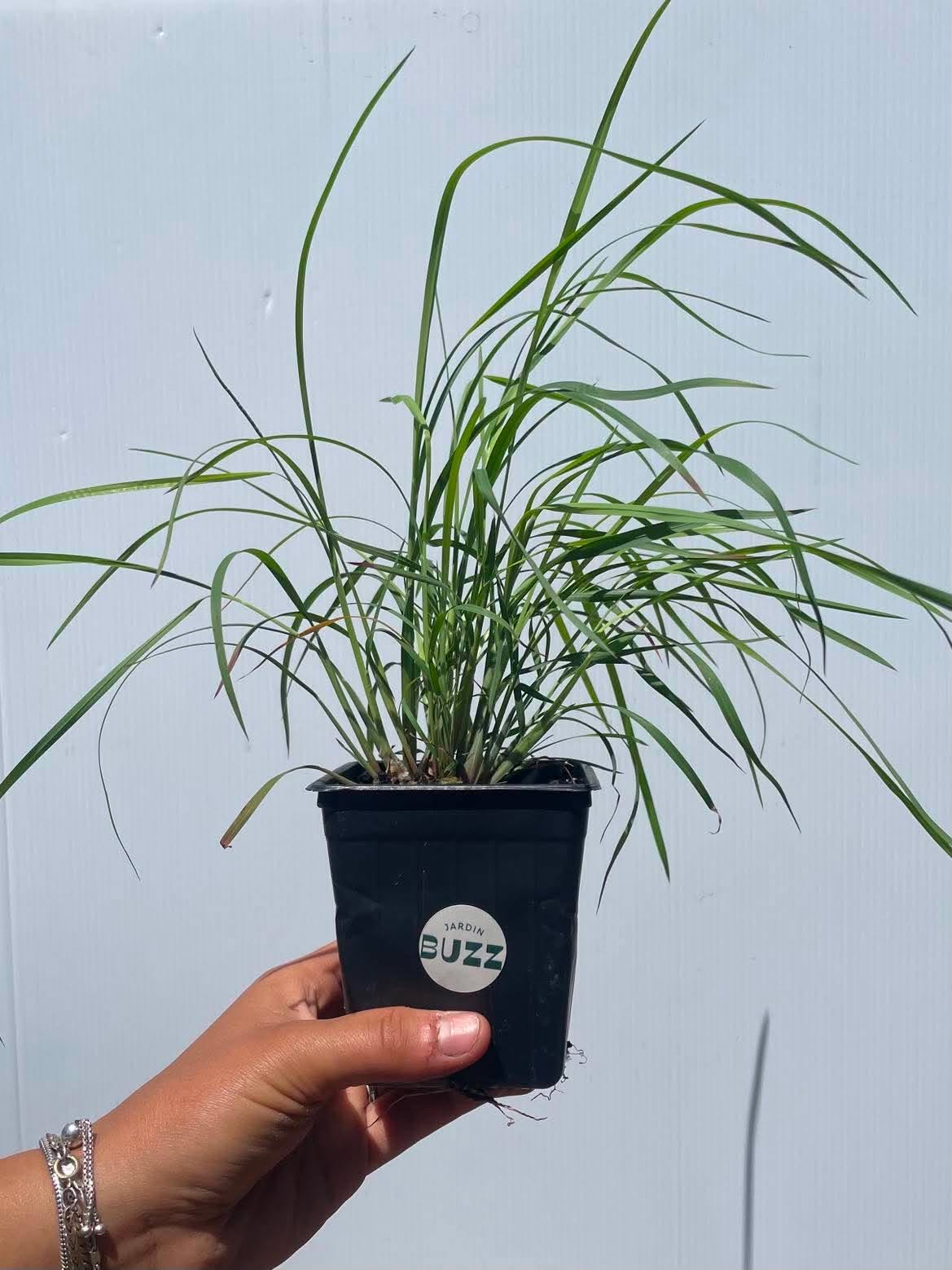 Panicum virgatum / Panic érigé / Switchgrass