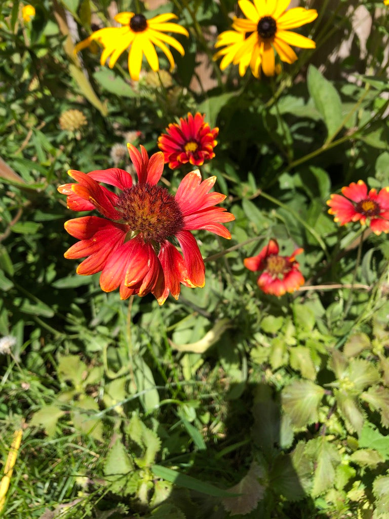Gaillardia grandiflora 'Arizona Sun' / Gaillardia 'Arizona sun' / Gaillardia "Arizona Sun" 