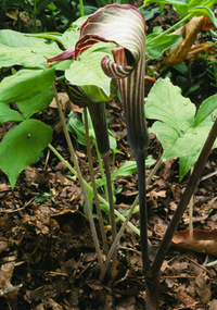 Arisaema triphyllum / Arisème petit-prêcheur / Jack in the Pulpit