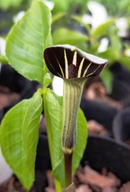 Arisaema triphyllum / Arisème petit-prêcheur / Jack in the Pulpit