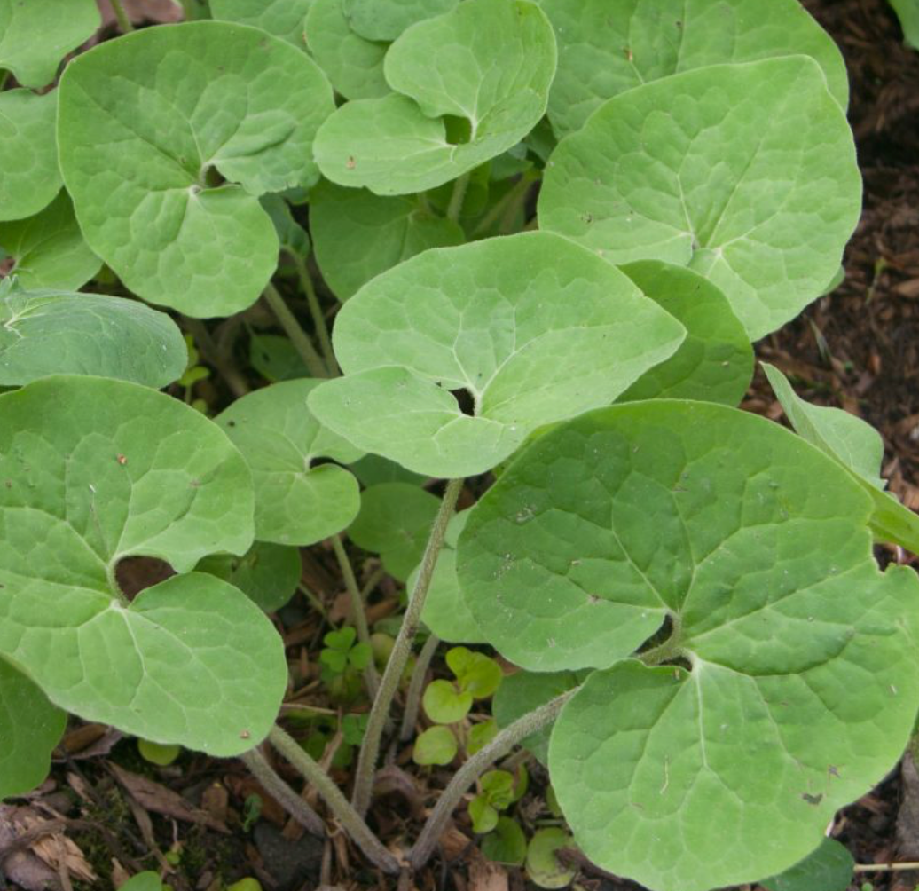 Asarum Canadense / Asaret du Canada / Canadian Wild Ginger