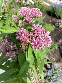 Asclepias incarnata / Asclépiade incarnate / Swamp Milkweed - Rose Milkweed