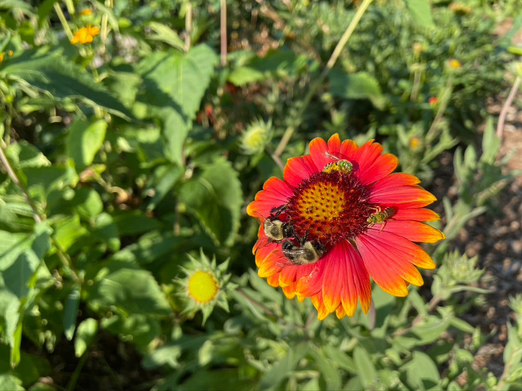 Gaillardia grandiflora 'Arizona Sun' / Gaillardia 'Arizona sun' / Gaillardia "Arizona Sun" 