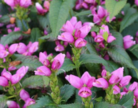 Chelone Obliqua / Chelone obliqua / Turtlehead pink