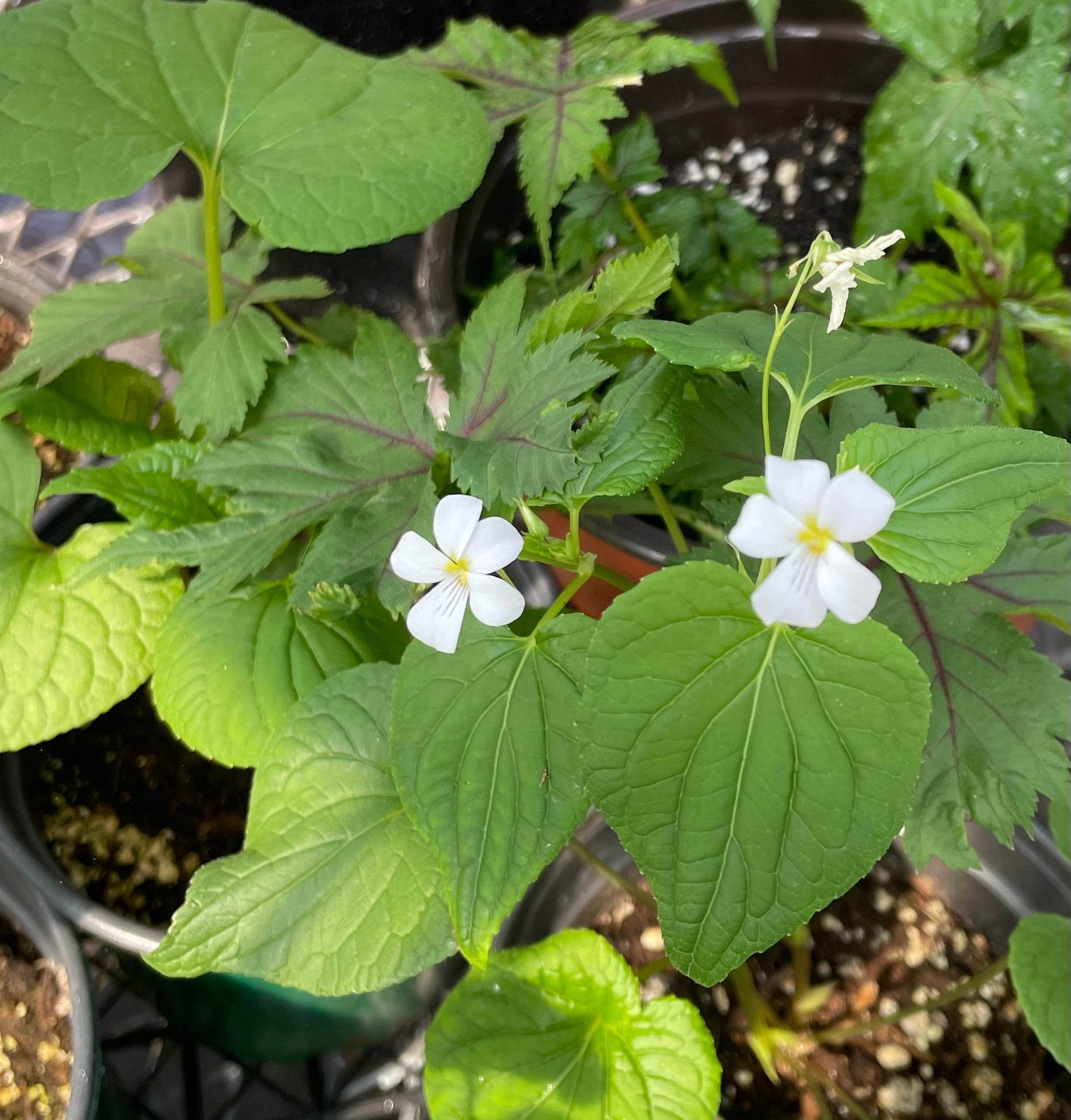 Viola canadensis / Canadian Violet / White Wild Violet