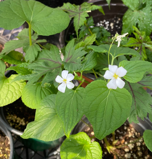 Viola canadensis / Violette du Canada / White Wild Violet