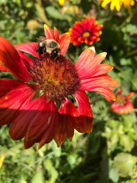 Gaillardia grandiflora 'Arizona Sun' / Gaillardia 'Arizona sun' / Gaillardia "Arizona Sun" 