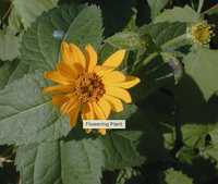 Heliopsis heliantoides / Heliopsis false sunflower / False Sunflower