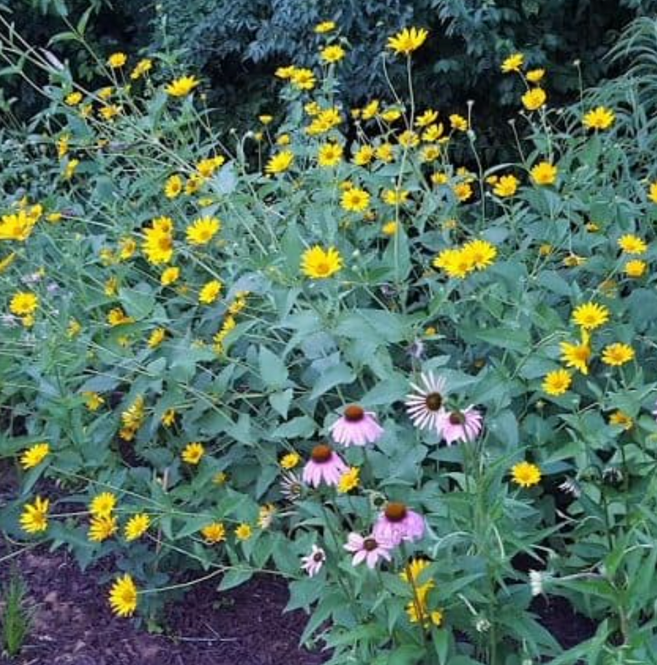 Heliopsis heliantoides / Heliopsis false sunflower / False Sunflower