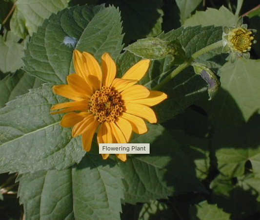 Heliopsis heliantoides / False Sunflower / Heliopsis faux-hélianthe
