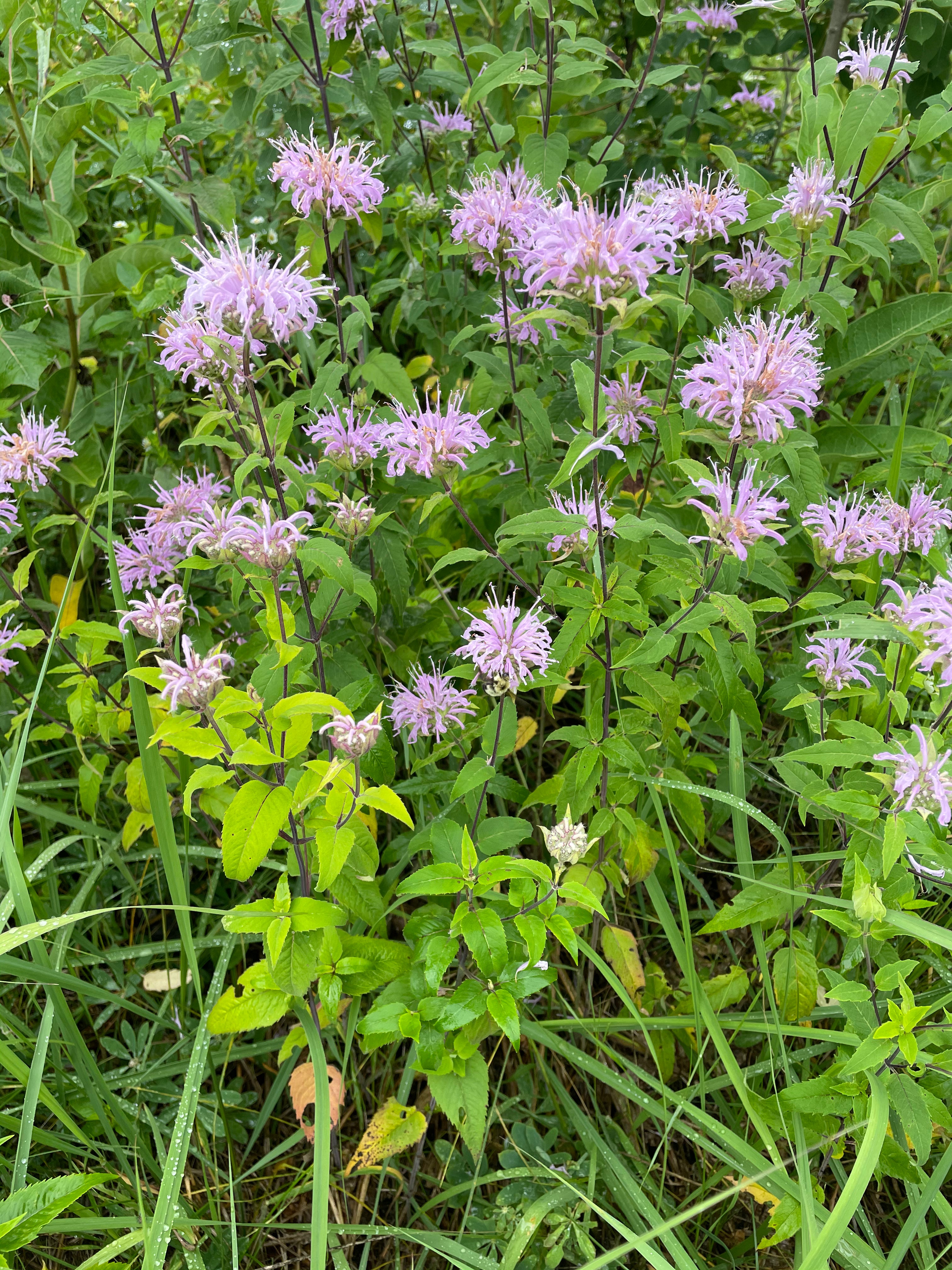 Monarda fistulosa / Wild Bergamot / Monarda fistulosa, Wild Bergamot