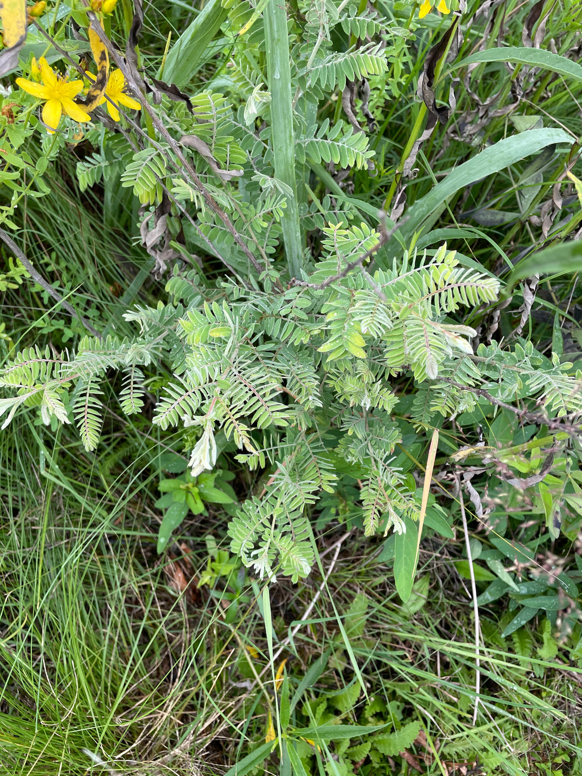 Amorpha canescens / Lead Plant / False Indigo - Jupiter's Beard