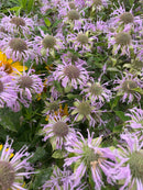 Monarda fistulosa / Wild Bergamot / Monarde fistuleuse, Bergamote sauvage