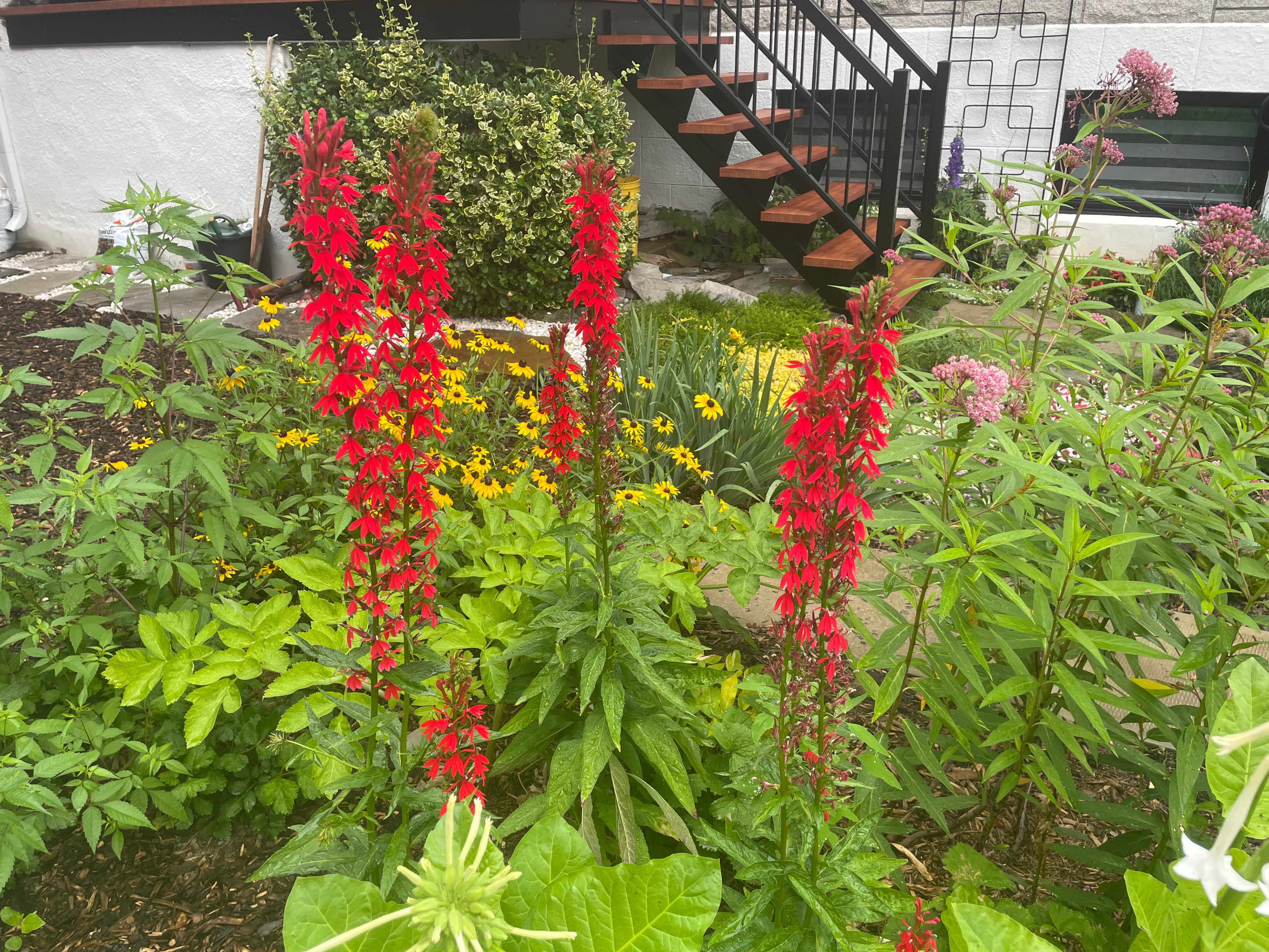 Lobelia cardinalis / Lobélie cardinale / Cardinal Flower