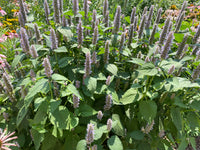 Agastache foeniculum / Agastache fenouil / Anise Hyssop