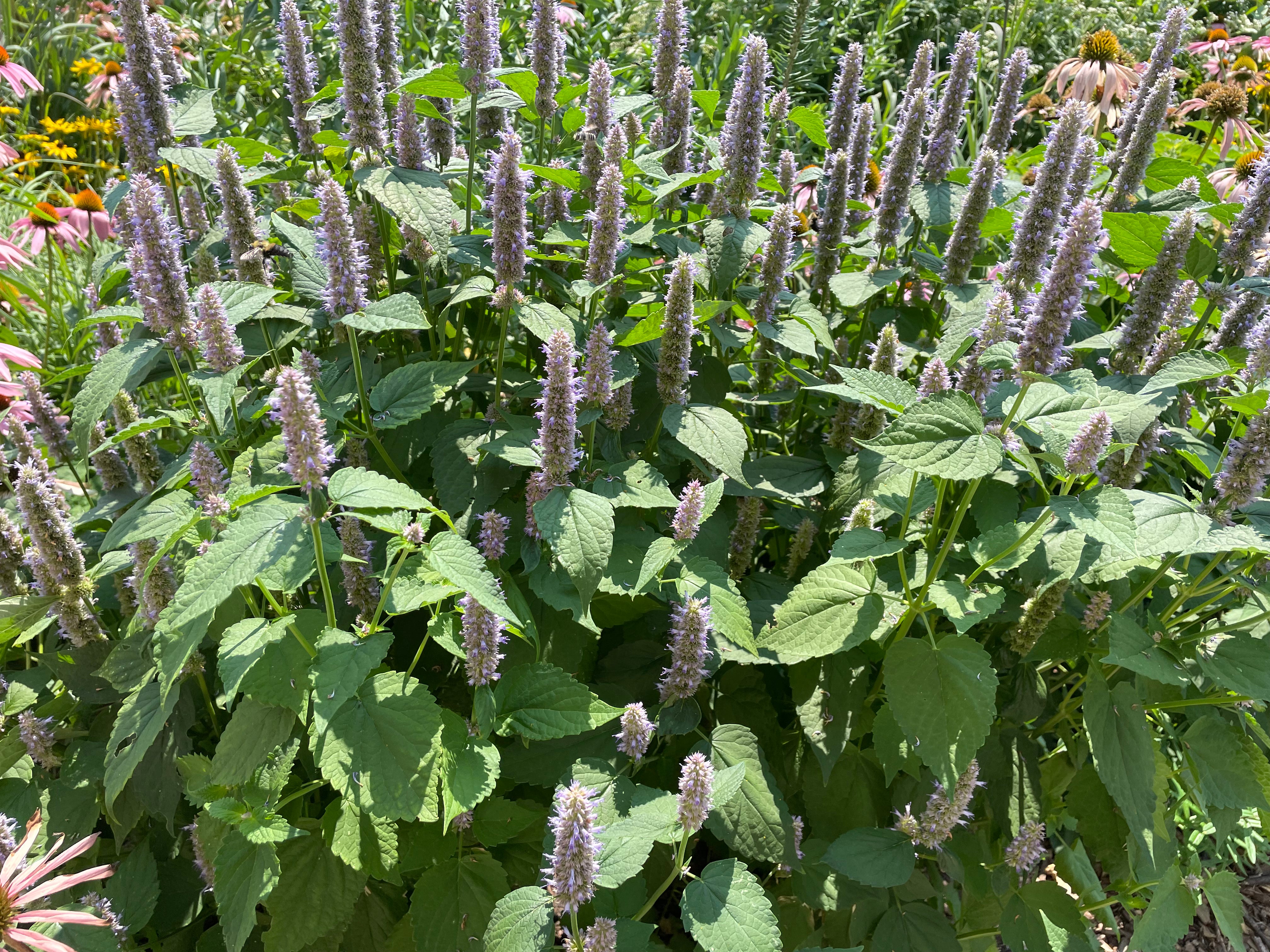 Agastache foeniculum / Agastache fennel / Anise Hyssop