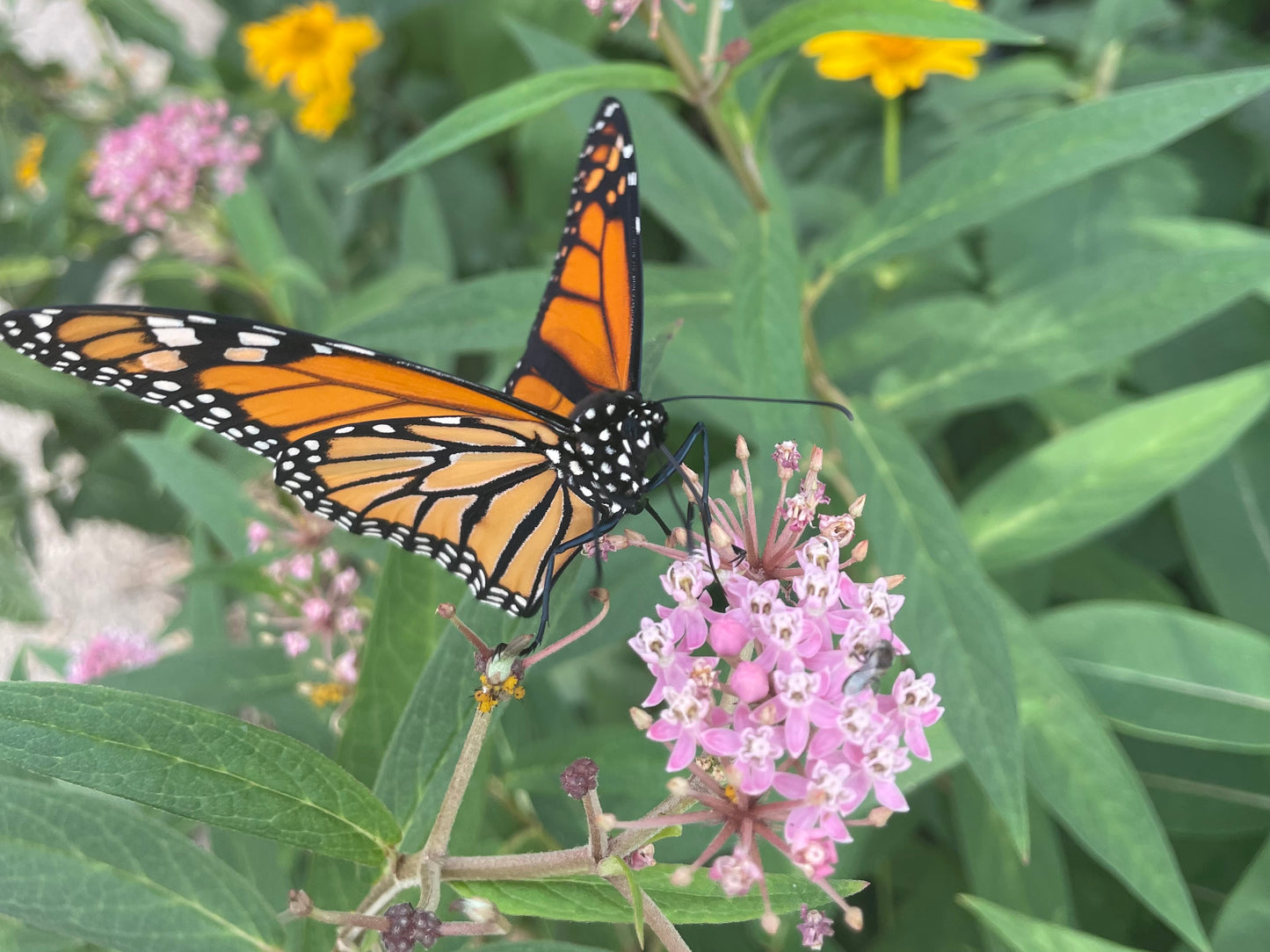 Super-hôte des pollinisateurs (9 plantes) / Pollinator Super Host (9 plants)