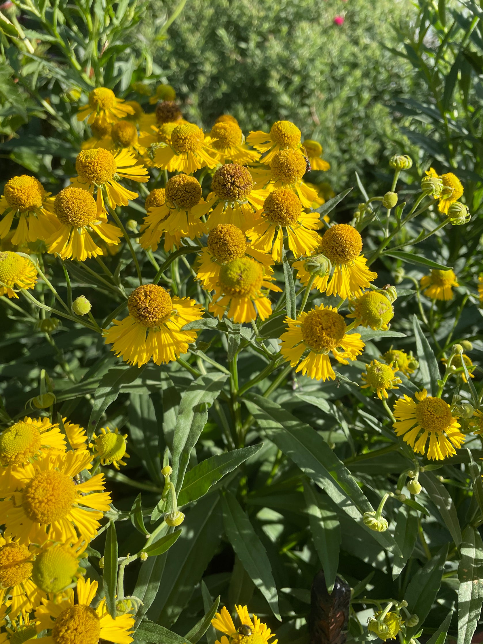 Jardin de l'automne (9 plantes) / Fall Garden (9 plants)