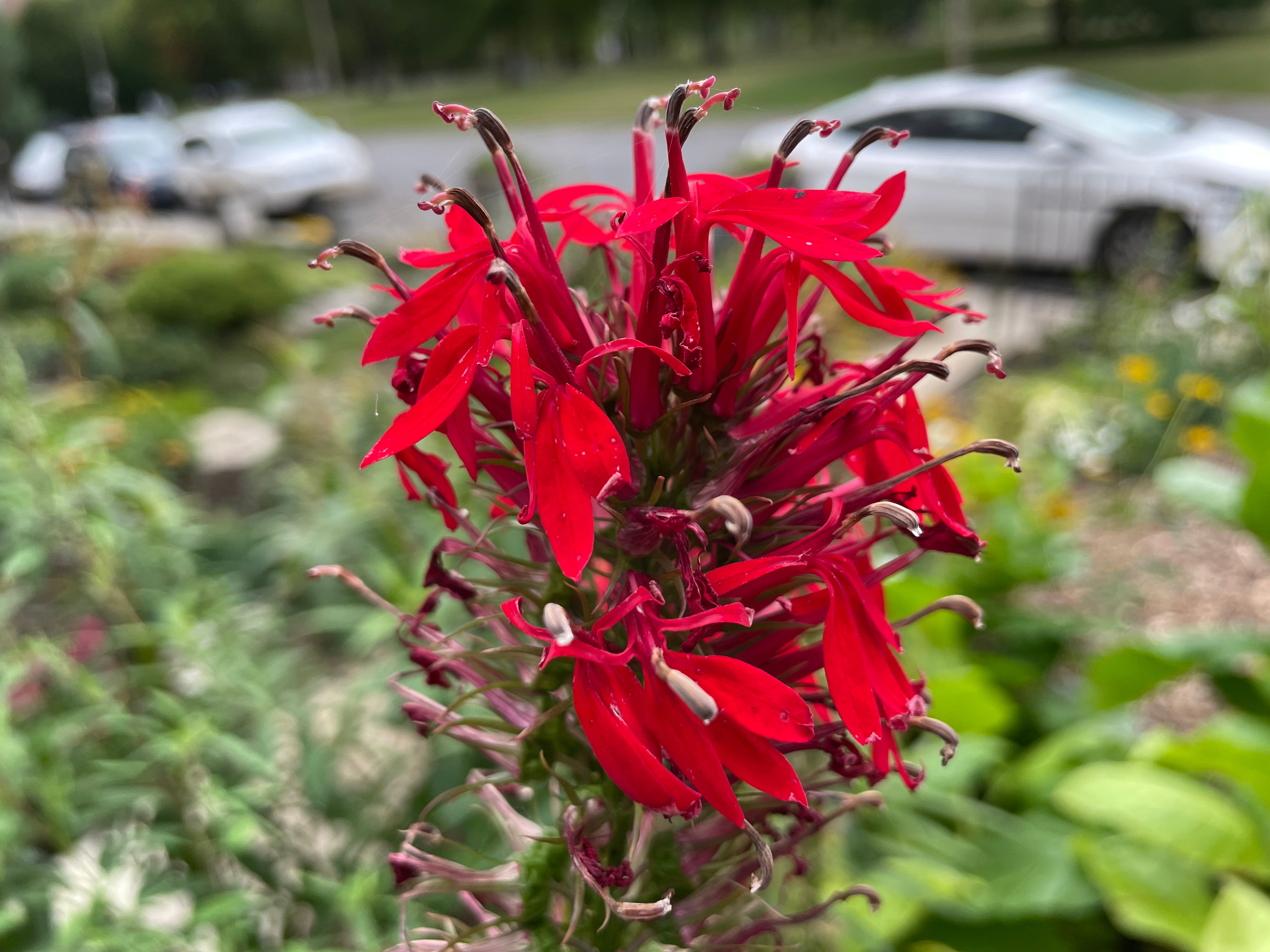 Lobelia cardinalis / Cardinal lobelia / Cardinal Flower 