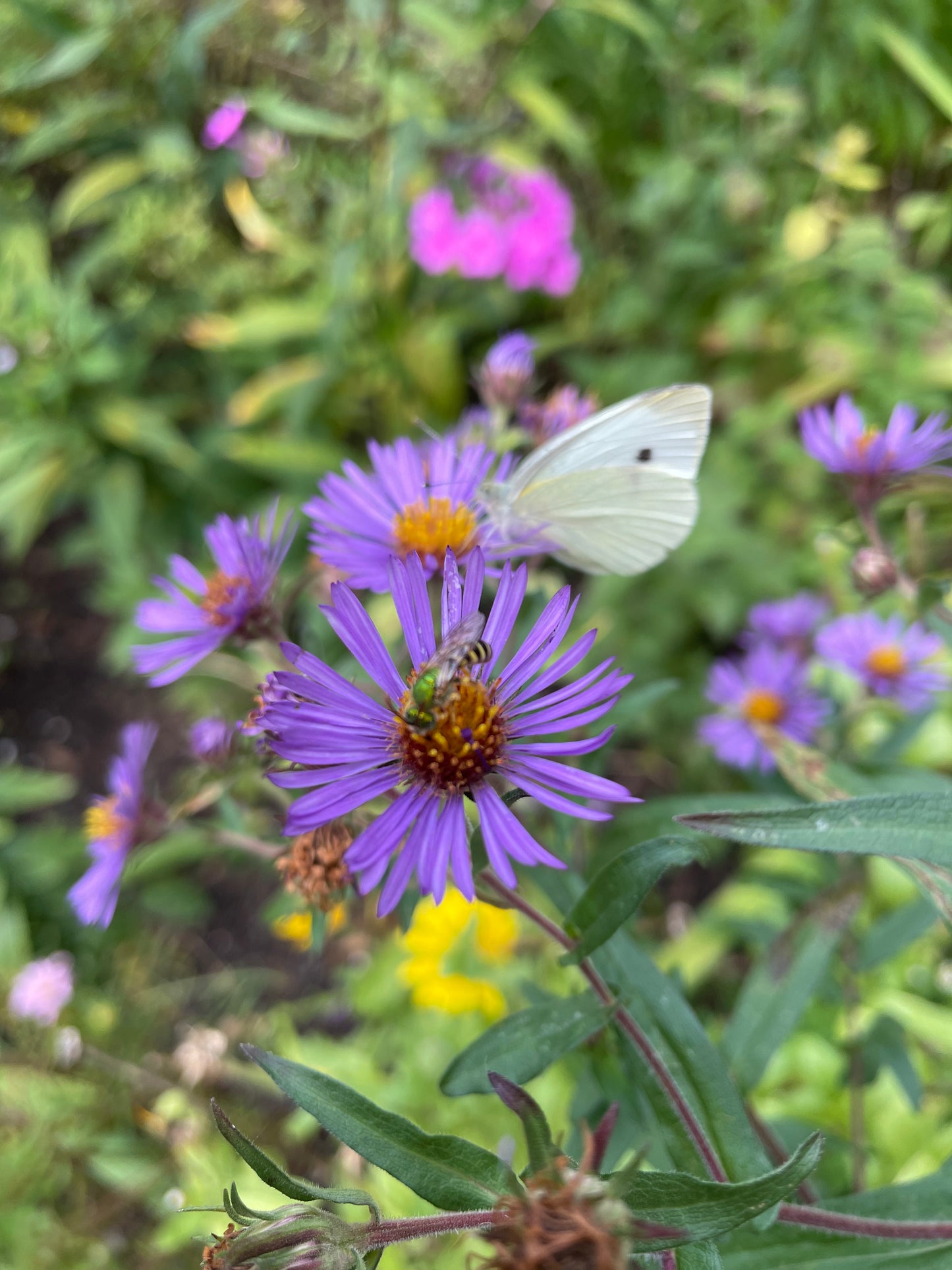 Super-hôte des pollinisateurs (9 plantes) / Pollinator Super Host (9 plants)