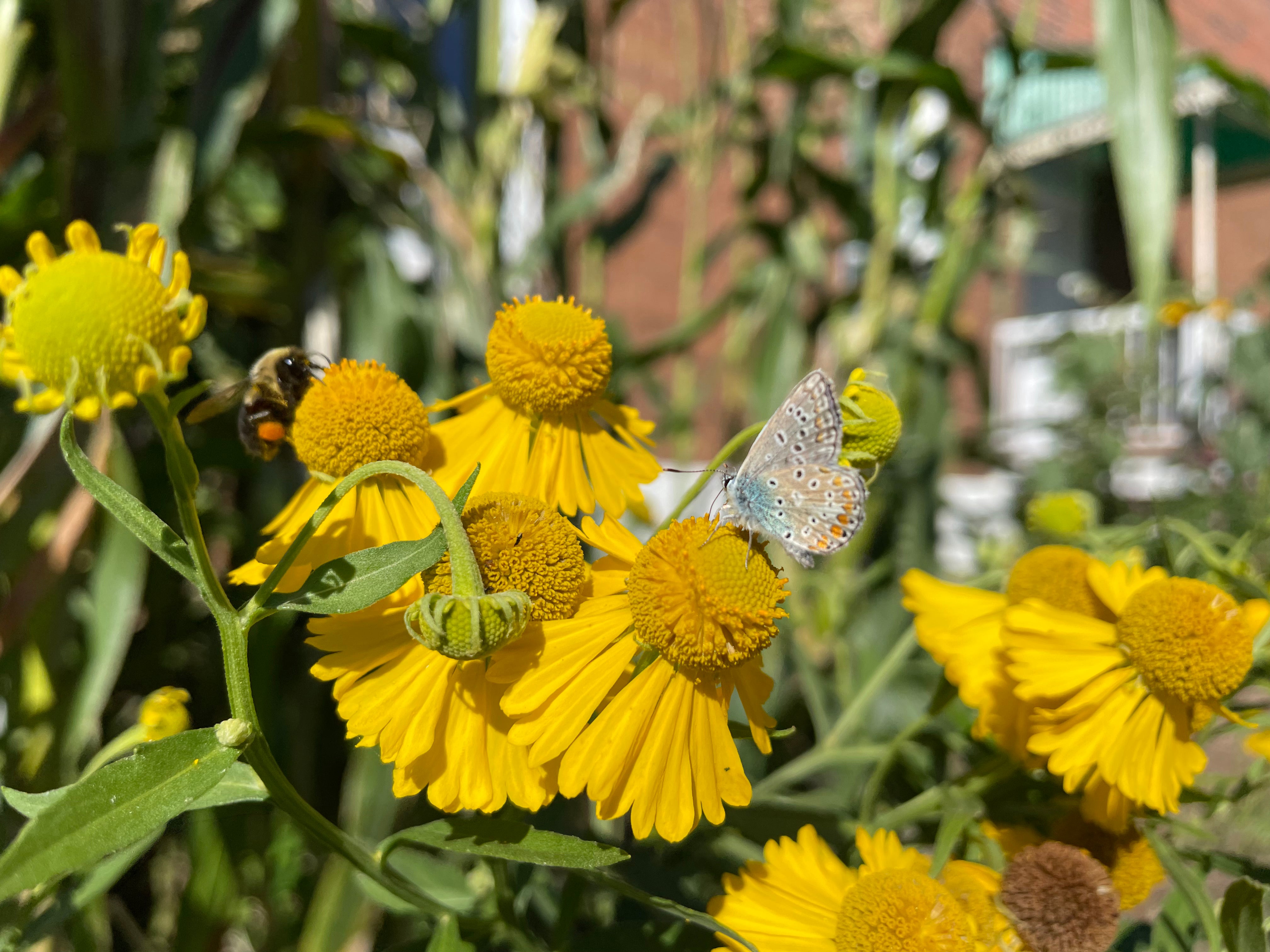 Helenium autumnale / Autumn Sneezeweed