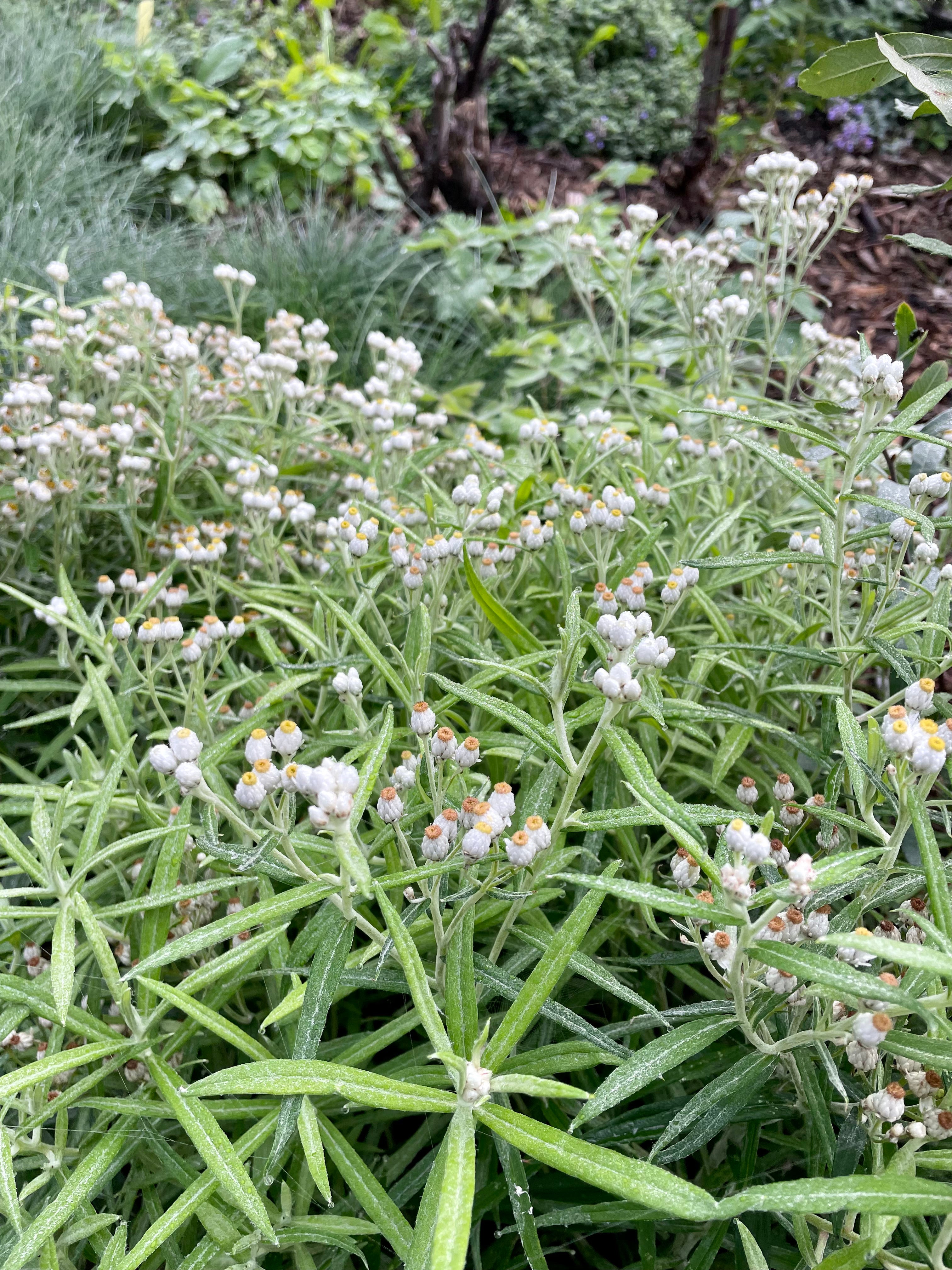 Anaphalis margaritace / Pearly Everlasting / Immortelle perennial