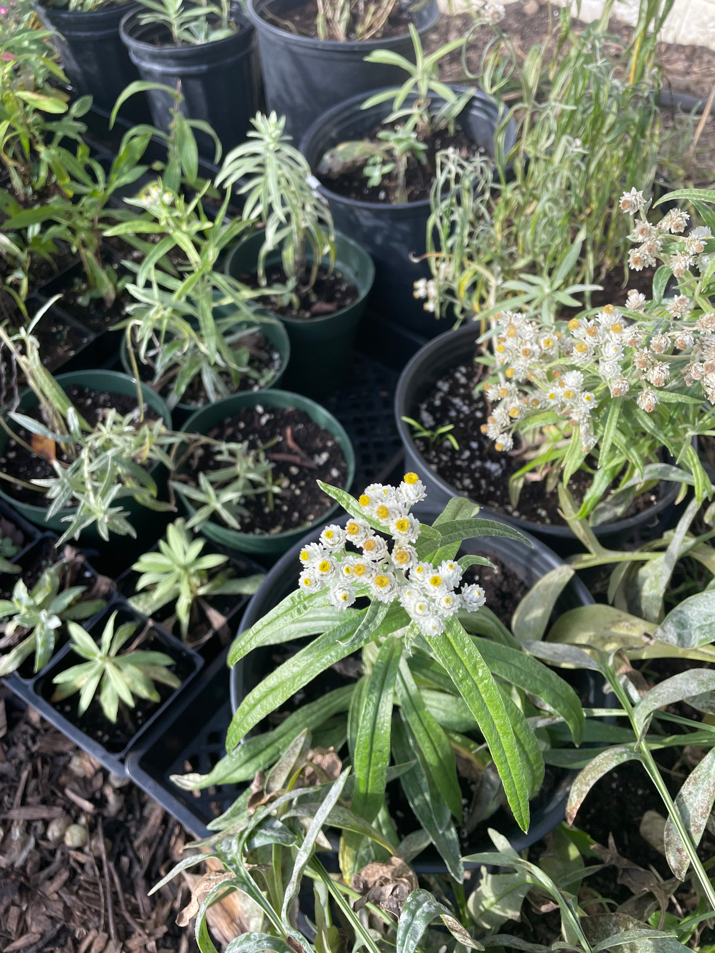 Anaphalis margaritace / Pearly Everlasting / Immortelle perennial