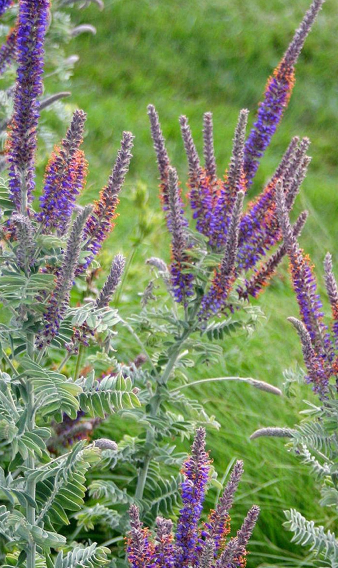 Amorpha canescens / Lead Plant / False Indigo - Jupiter's Beard