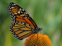 Jardin des monarques Plein soleil  (9,18,36 plantes) / Monarch Garden Full Sun (9,18,36 plants)