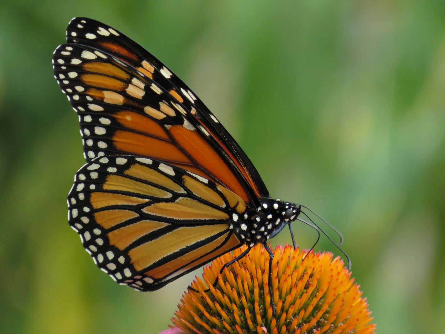 Jardin des monarques Plein soleil  (9,18,36 plantes) / Monarch Garden Full Sun (9,18,36 plants)