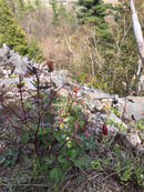 Aquilegia canadensis / L'Ancolie du Canada / Wild Columbine