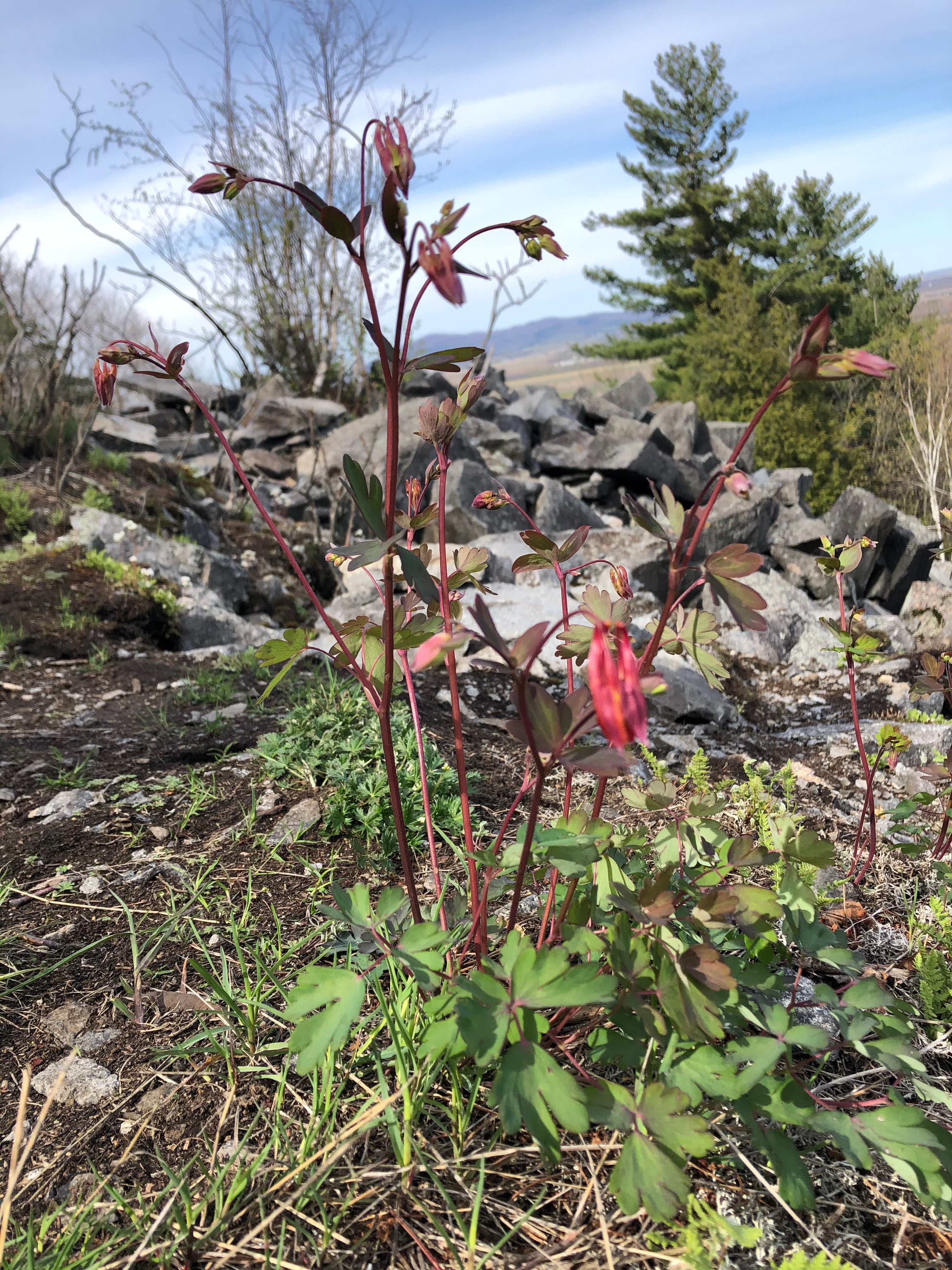 Aquilegia canadensis / Canadian Columbine / Wild Columbine