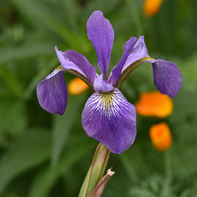 Iris Versicolor "Gerald Darby" / Iris Versicolor "Gerald Darby" / L'iris versicolore "Gerald Darby"
